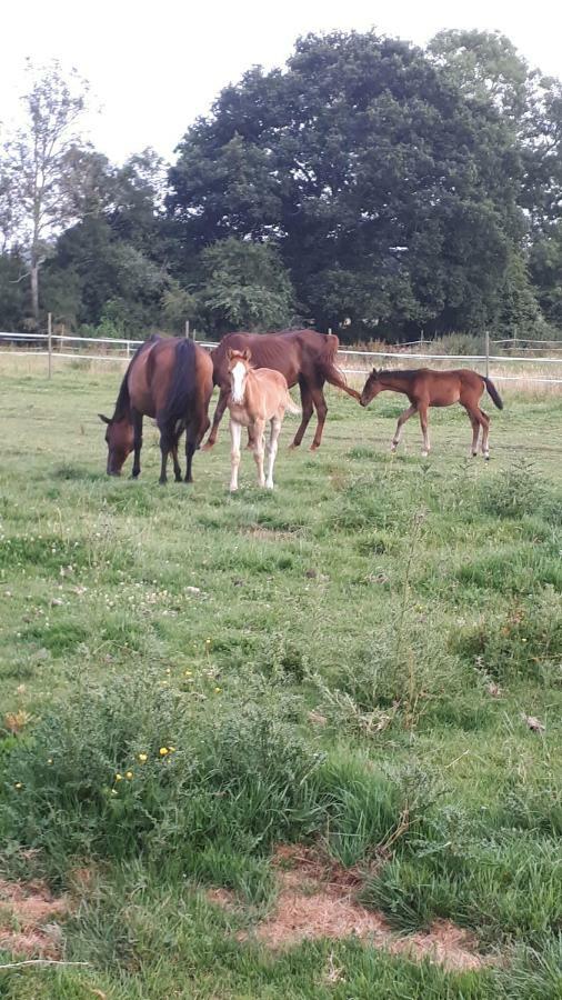 Gite Du Haras De Vales Moult ภายนอก รูปภาพ