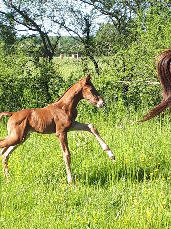 Gite Du Haras De Vales Moult ภายนอก รูปภาพ